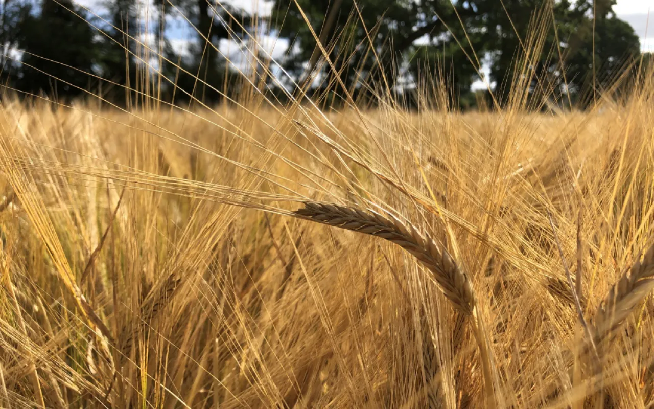 Sinkender Bierdurst bremst die Braugerste aus
