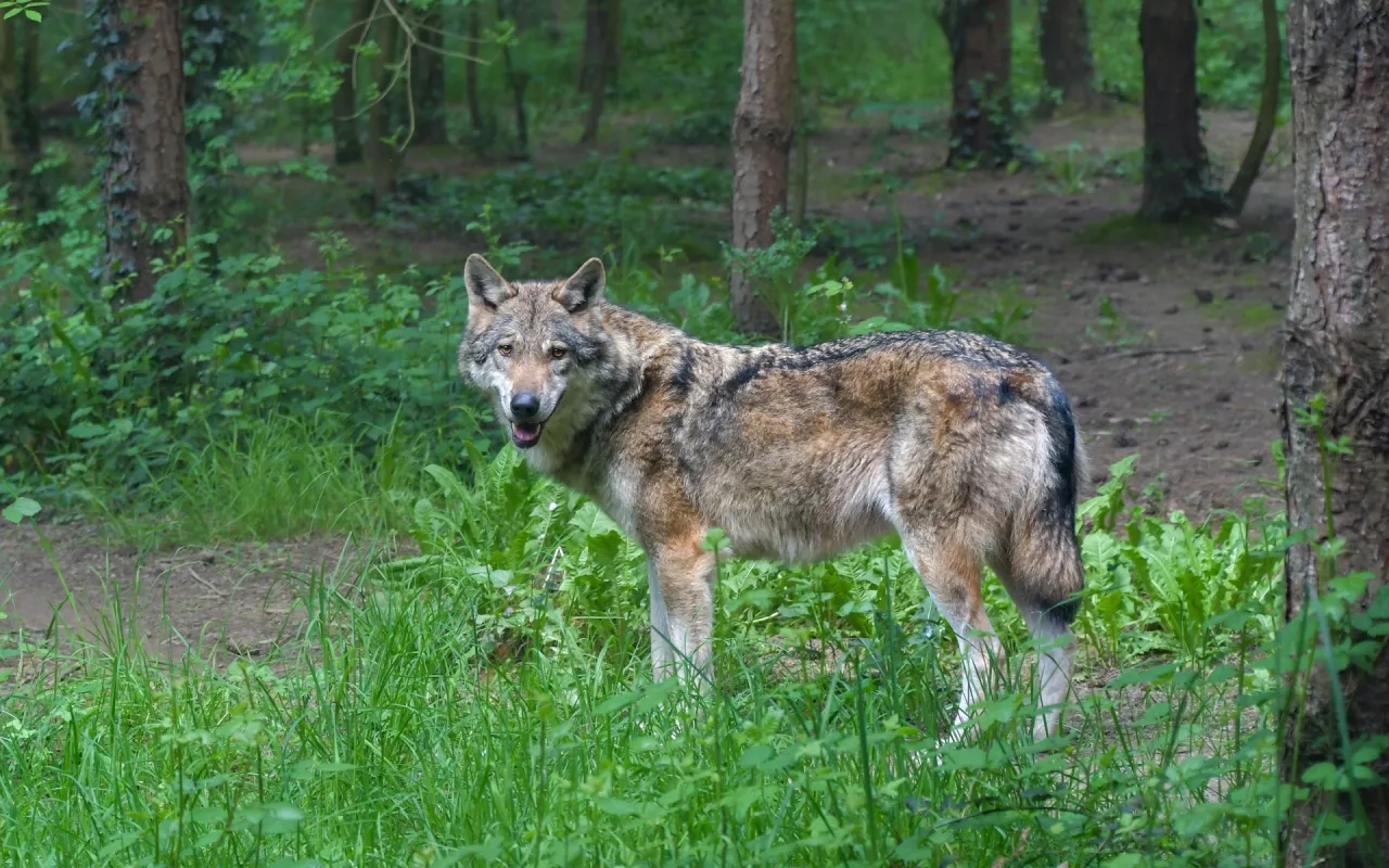 Wolfsmanagementplan: Schutz für Weidetiere nötig