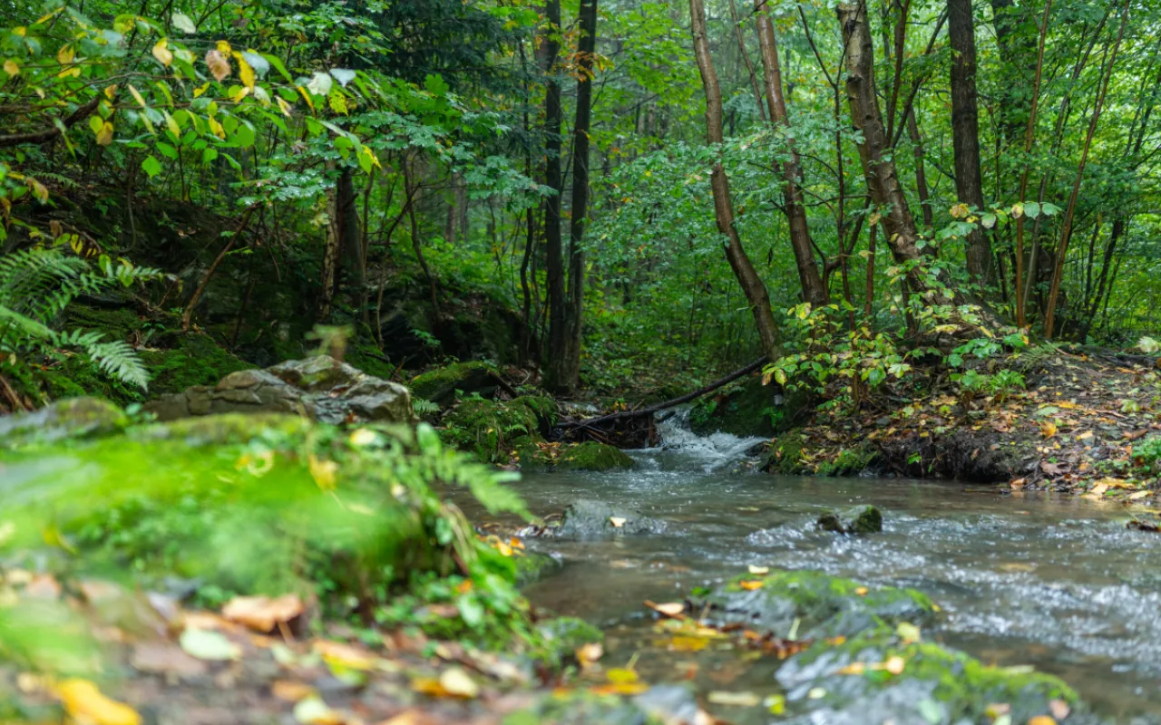 Wald erleben, verstehen und gemeinsam entdecken