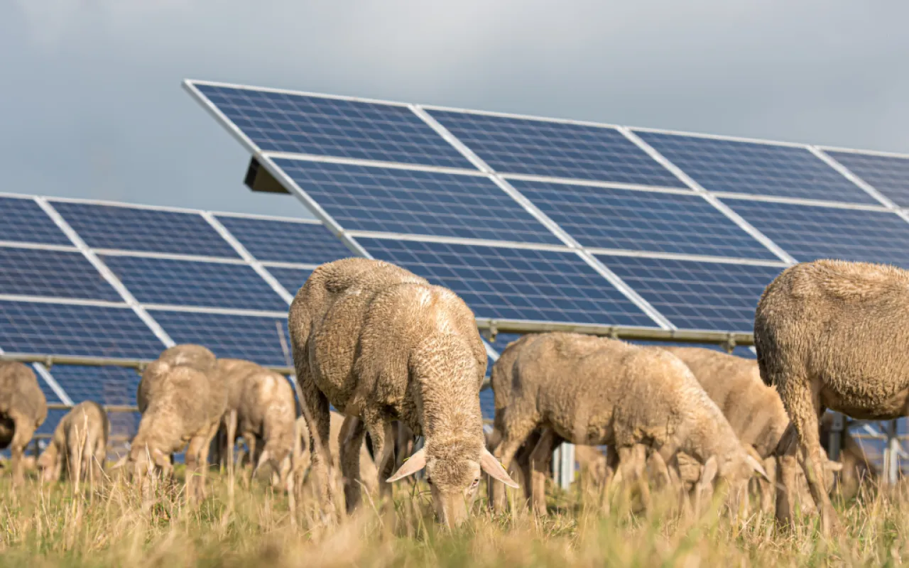 Landvolk: Agri-PV darf nicht ausgebremst werden